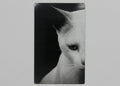 White cat 3 1/2x2 magnet