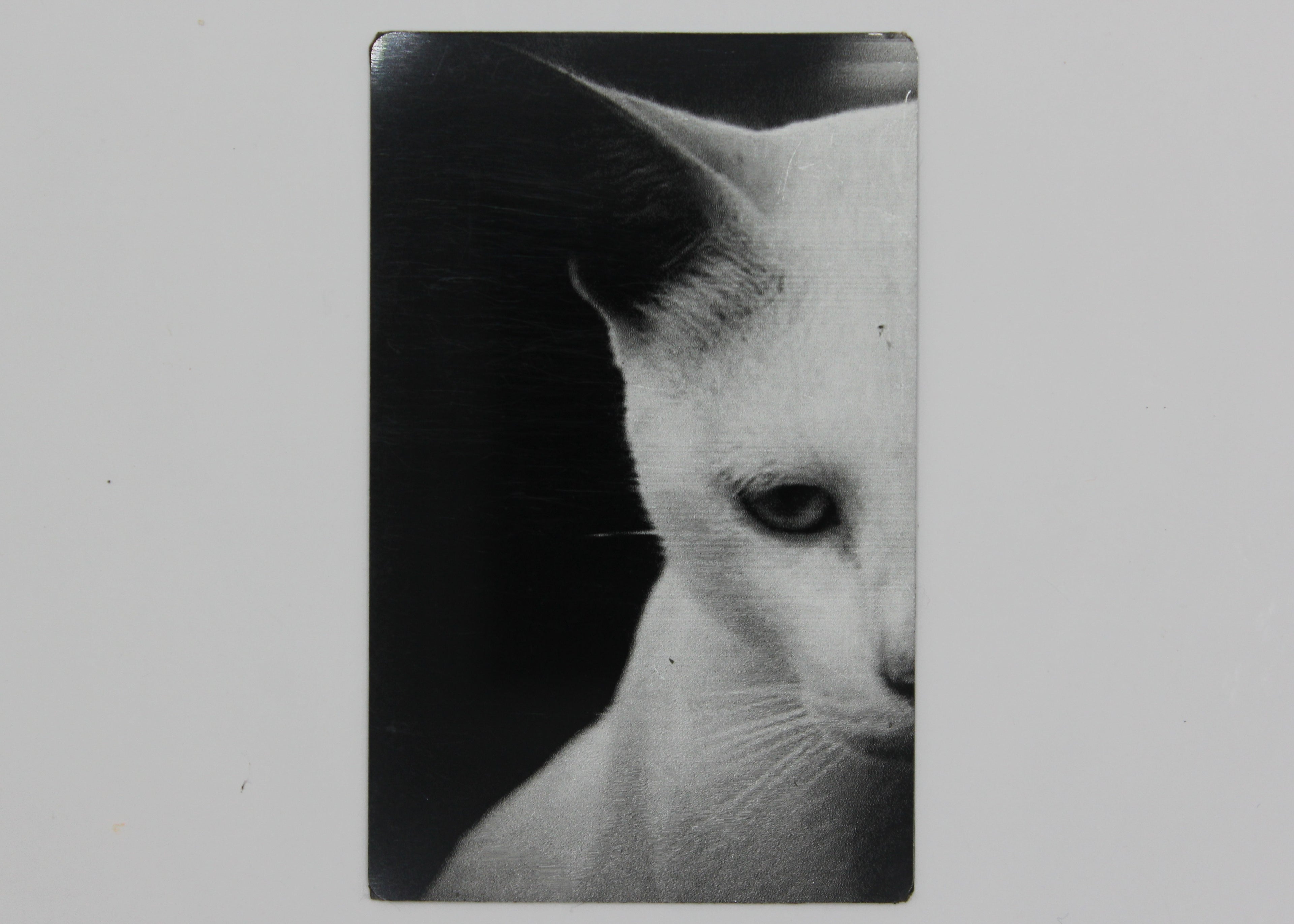 White cat 3 1/2x2 magnet