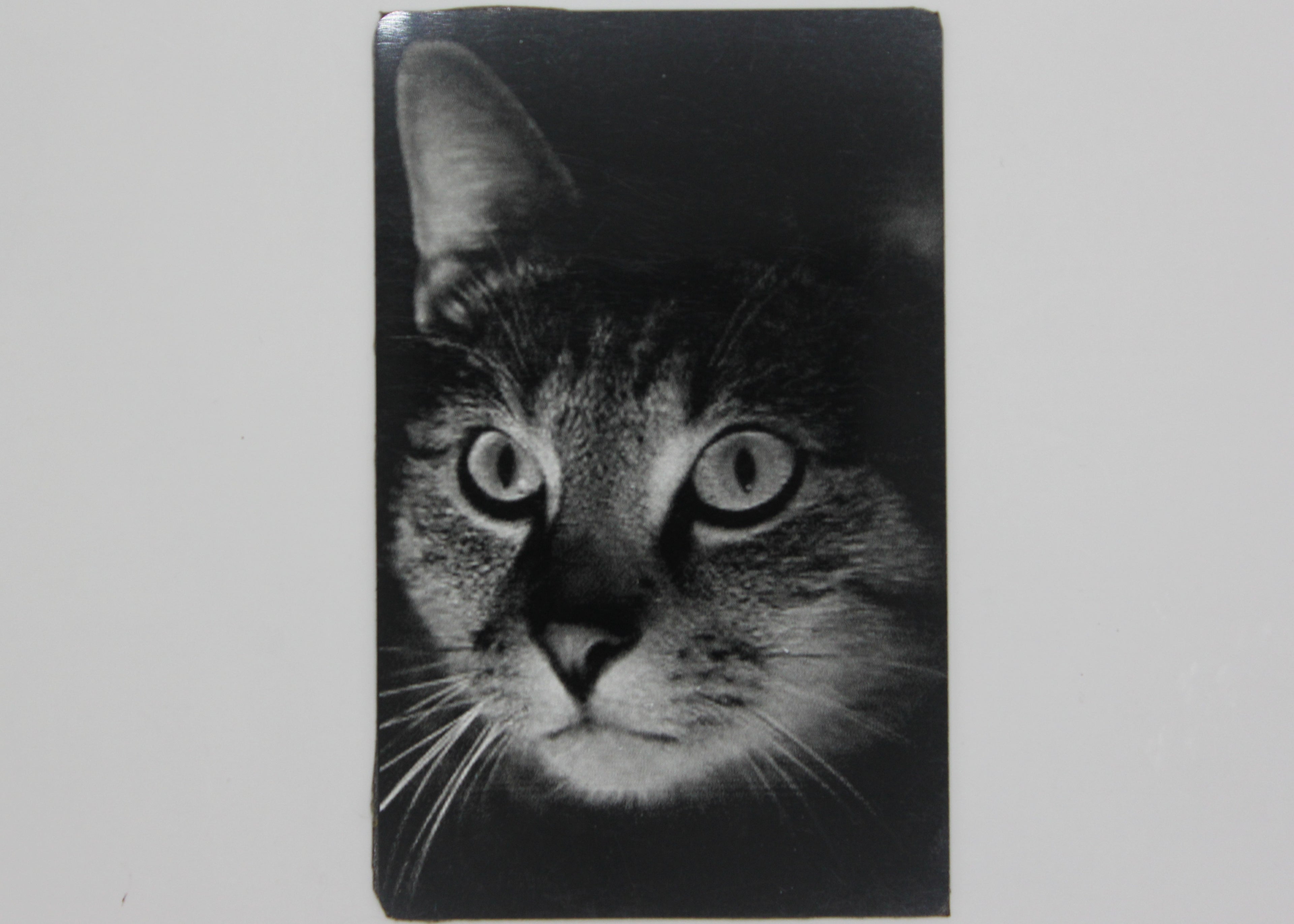 Cat 3 1/2x2 metal magnet