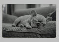 Dog 3 1/2x2 metal magnet