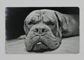 Dog 3 1/2x2 metal magnet