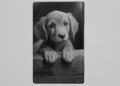 Dog 3 1/2x2 metal magnet