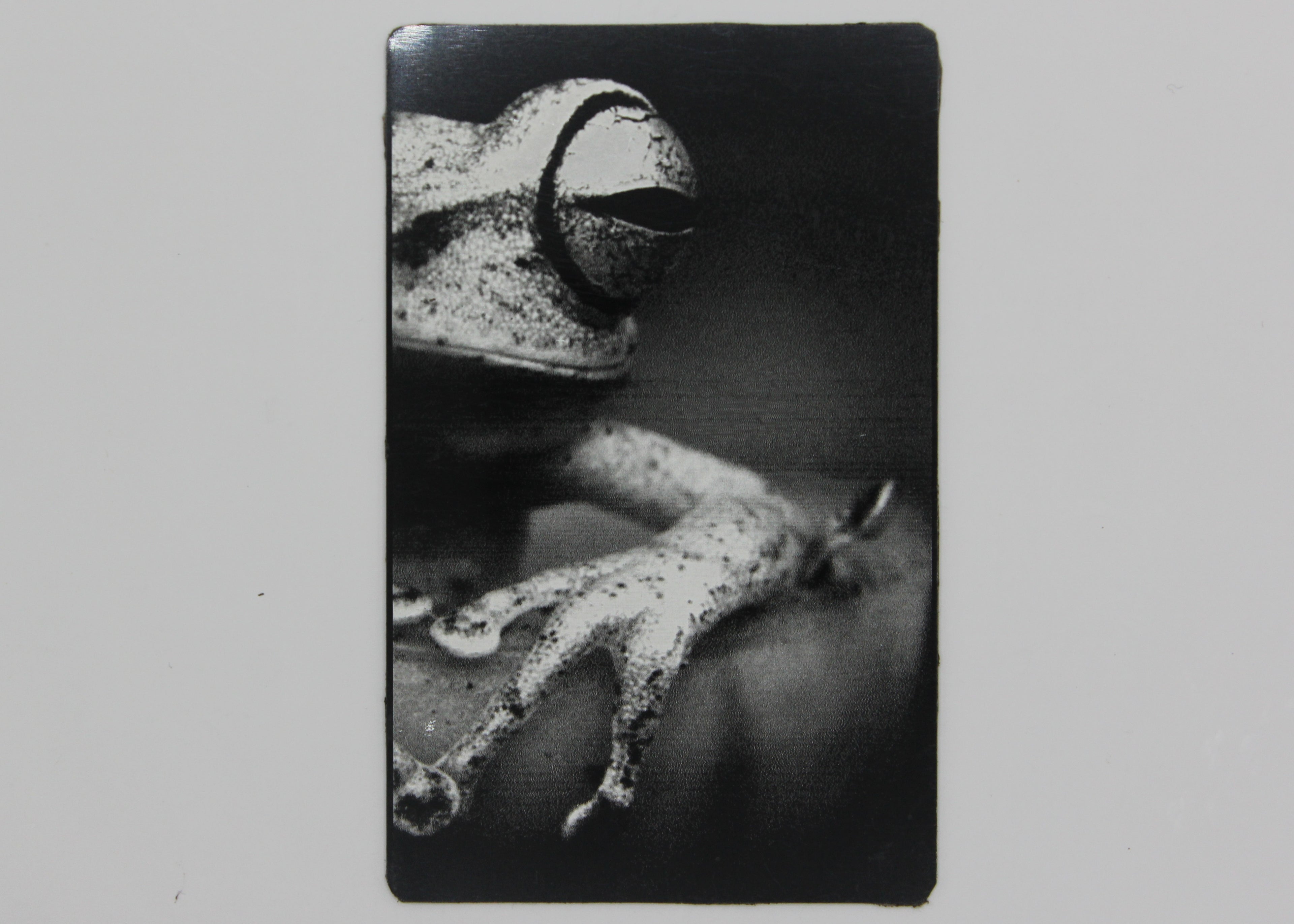 Frog 3 1/2x2 metal magnet