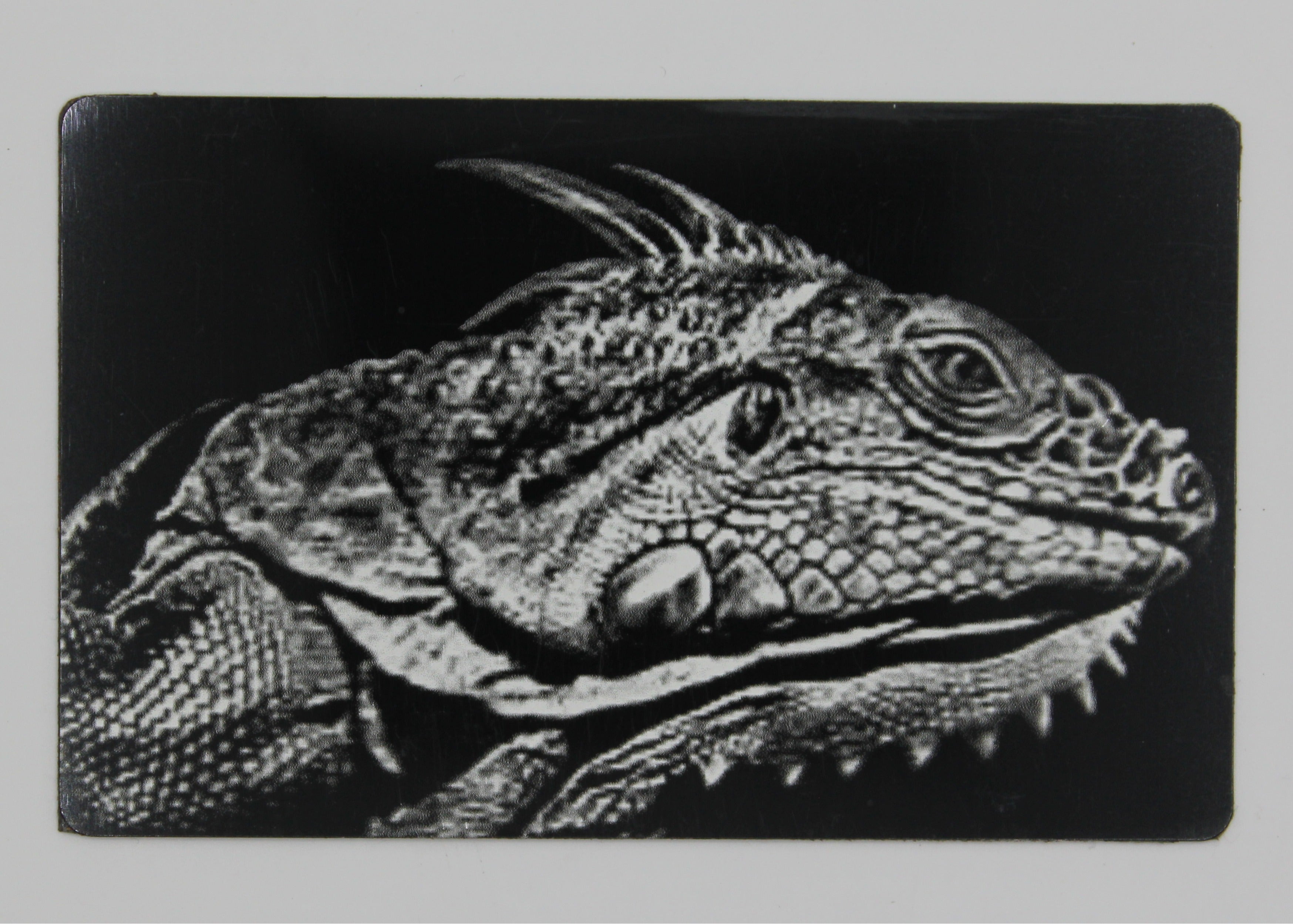 Lizard 3 1/2x2 metal magnet