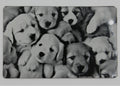 Puppies 3 1/2x2 metal magnet