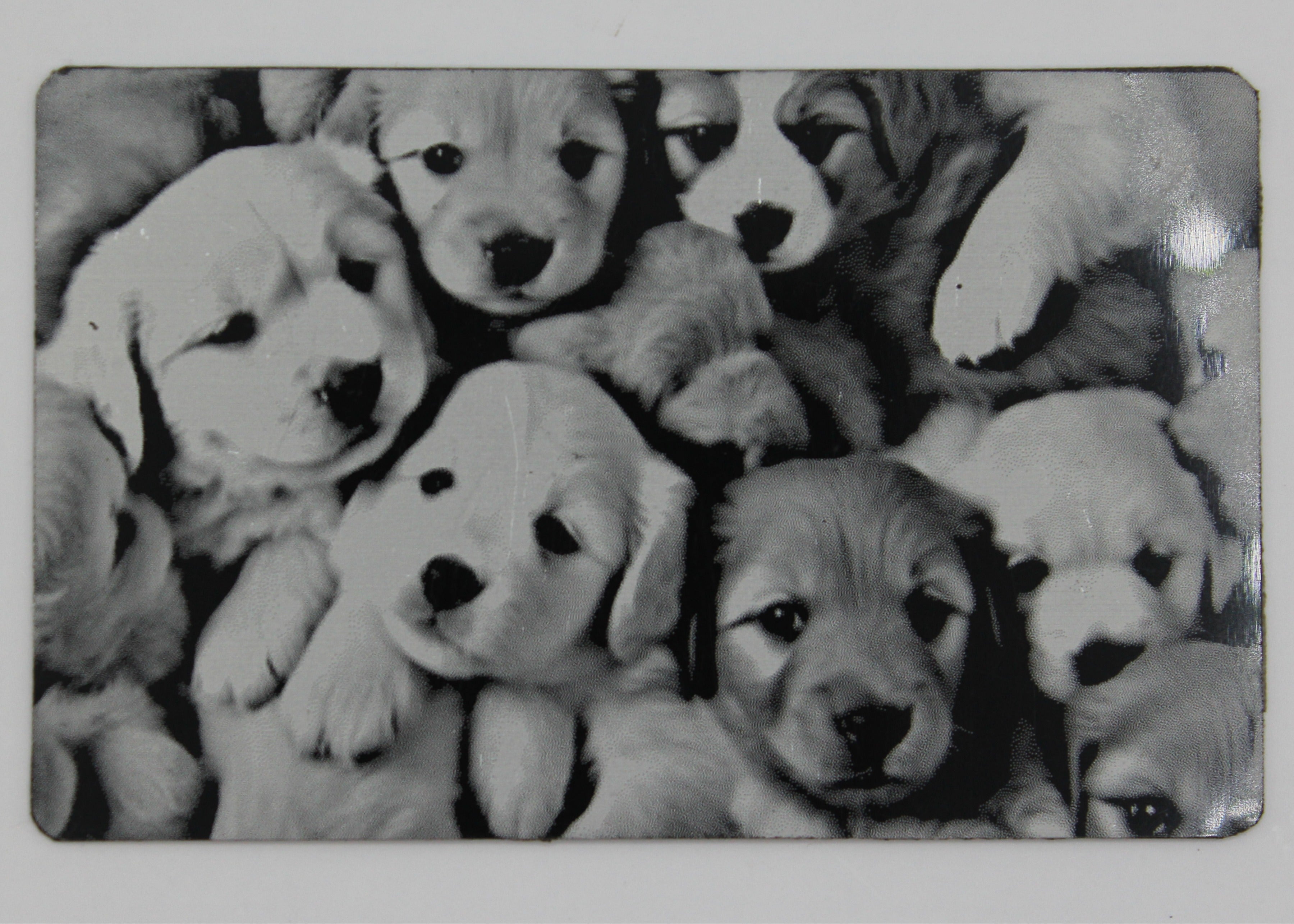 Puppies 3 1/2x2 metal magnet