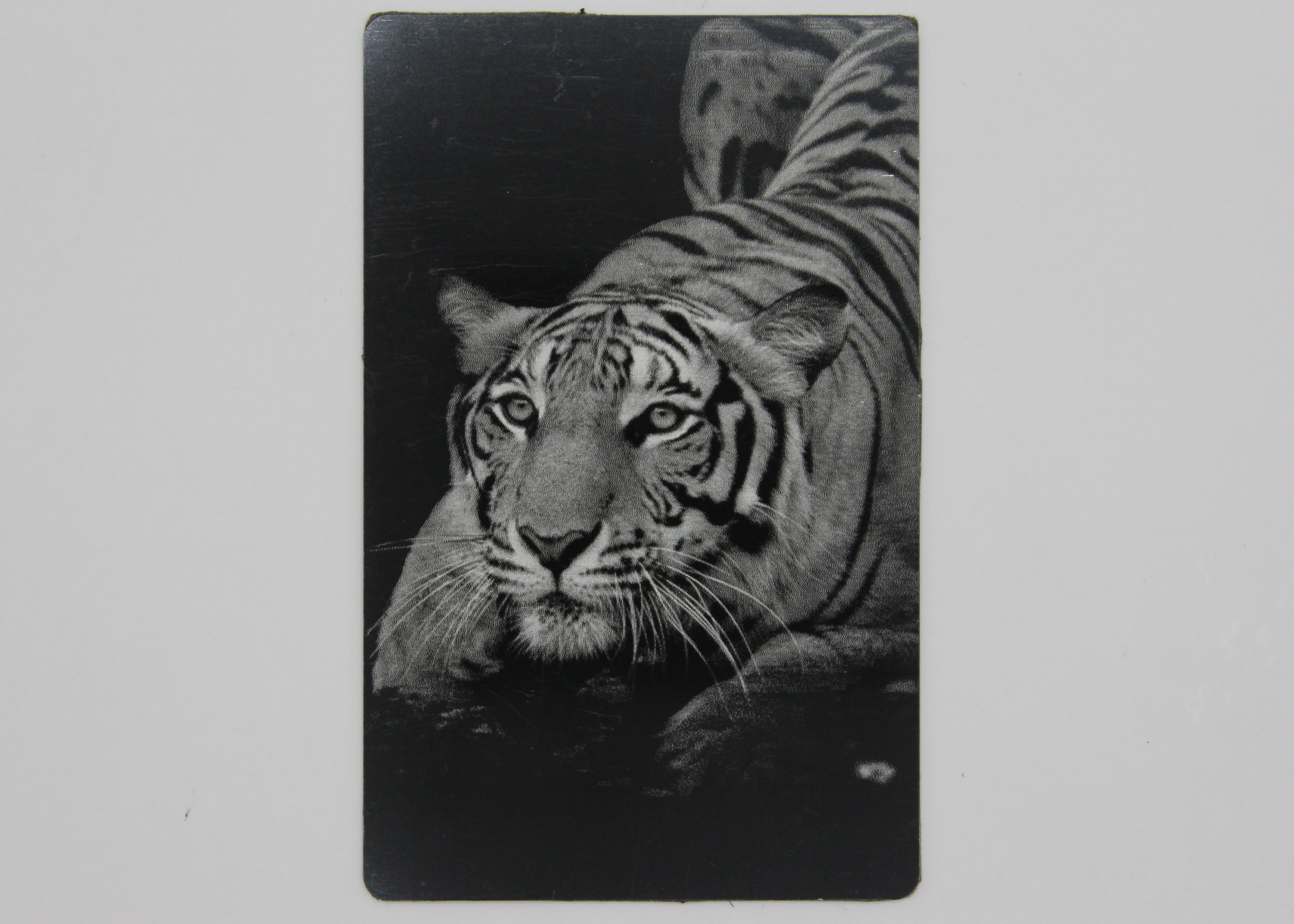 Tiger 3 1/2x2 metal magnet