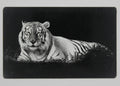 Tiger 3 1/2x2 metal magnet
