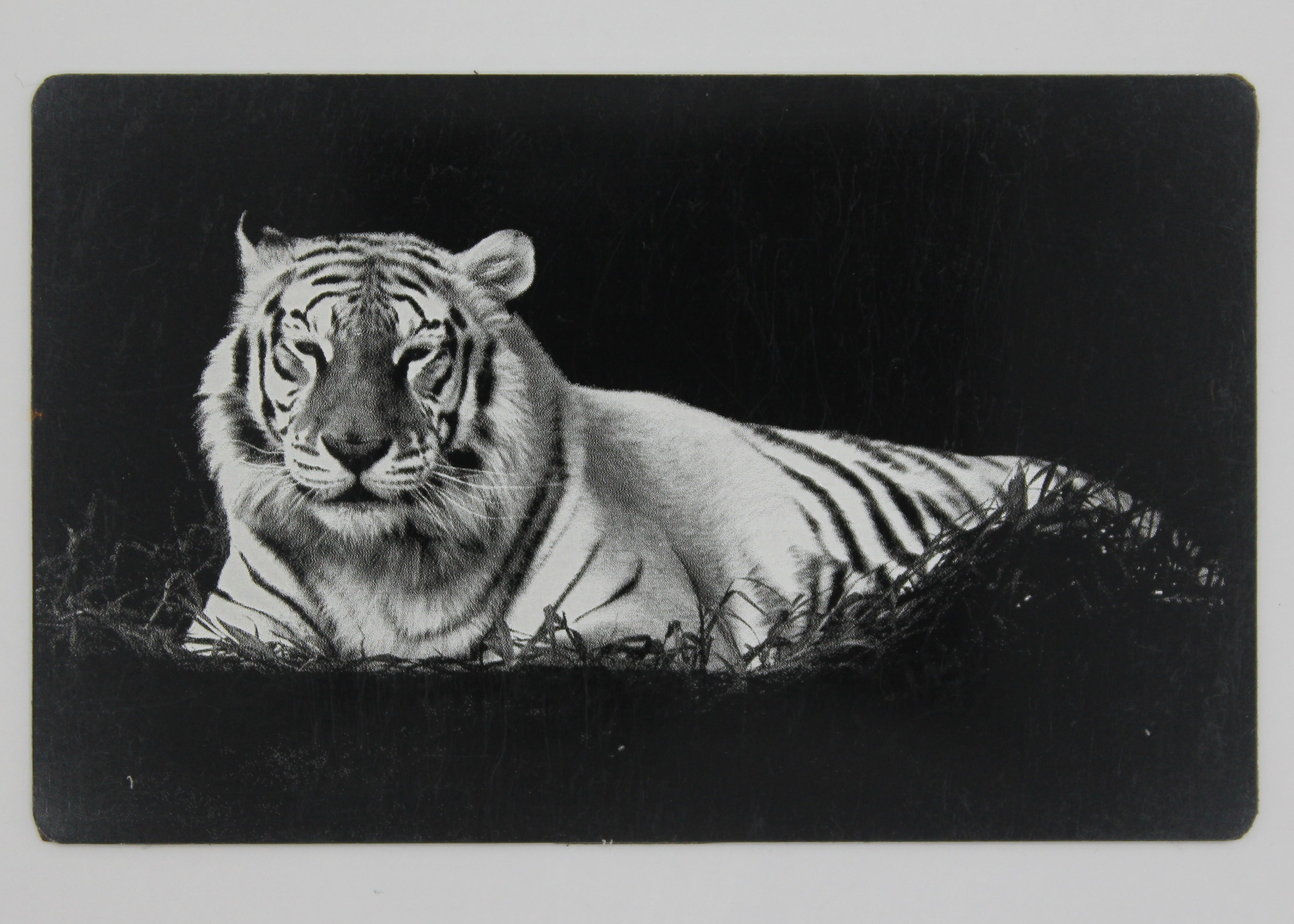 Tiger 3 1/2x2 metal magnet